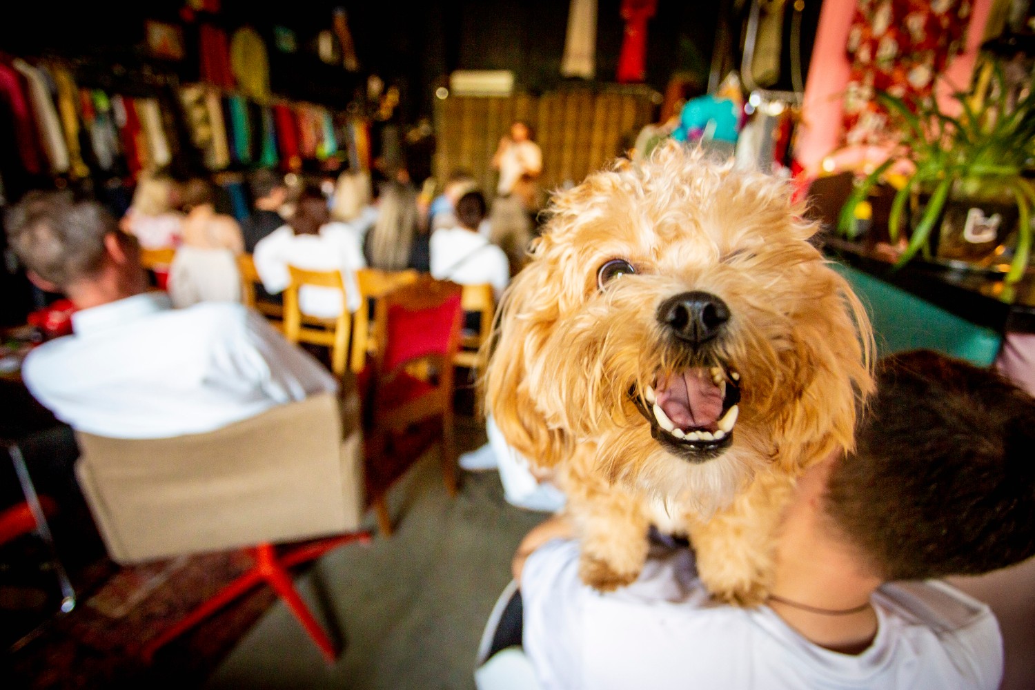 Standup comedy show Tallinn Fringe Festival Photo Anton Serdjukov